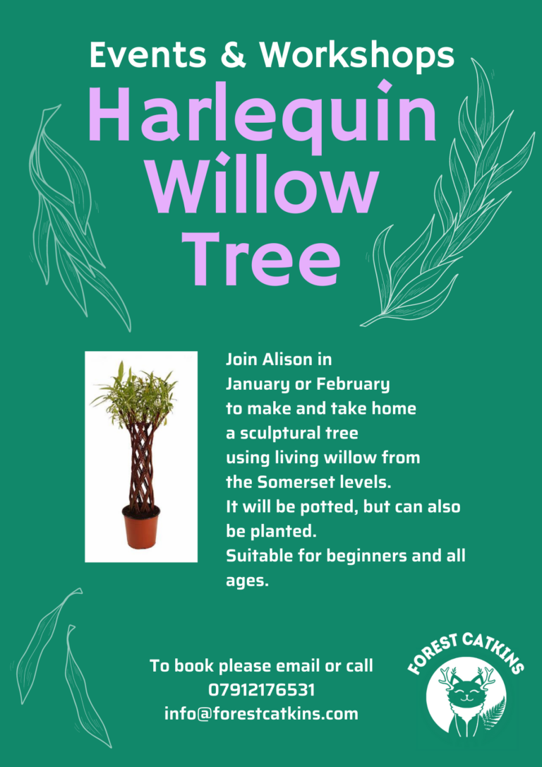 Harlequin Willow Tree (1)